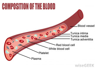 diagram-of-composition-of-the-blood.jpg